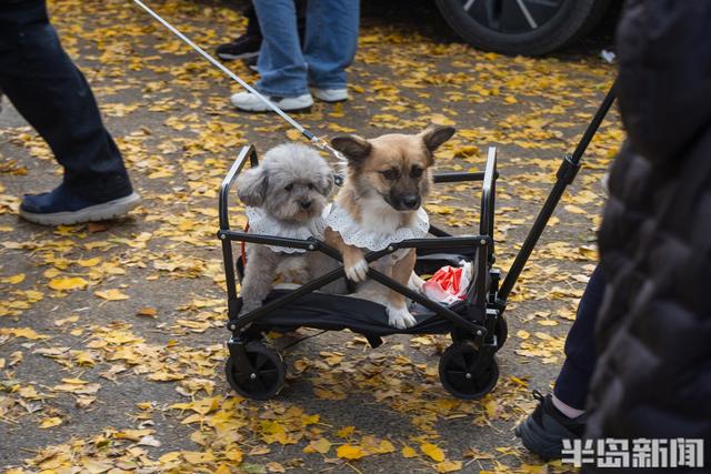 青岛故事 | 八大关银杏大道流量十足，这款落叶帽子火了！