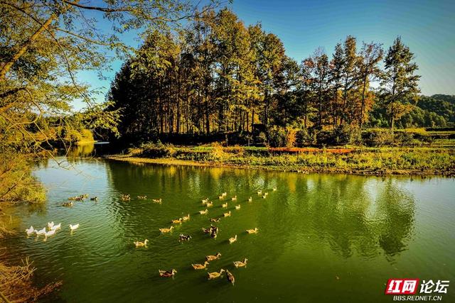枫红时节，邂逅通道的诗意初冬