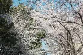 春风十里，“樱”你而来！图片