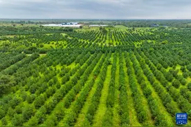 飞阅中国｜东北地区筑牢生态屏障图片