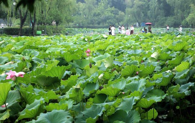 江苏苏州：盛夏时节 东园赏荷