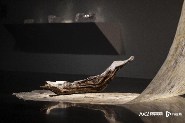 重思自然与人类的关系，展览“自然契约”登陆清华艺博