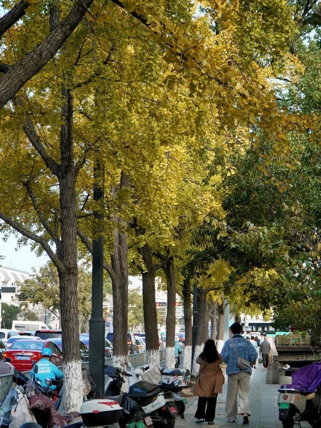 绿→黄，姑苏秋意进行时......