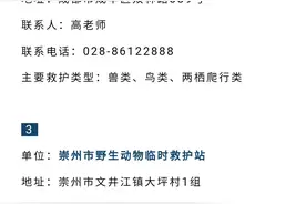 成都有小区“蛇出没”！专家：市区多为无毒蛇，雄黄无用，绕道而行图片