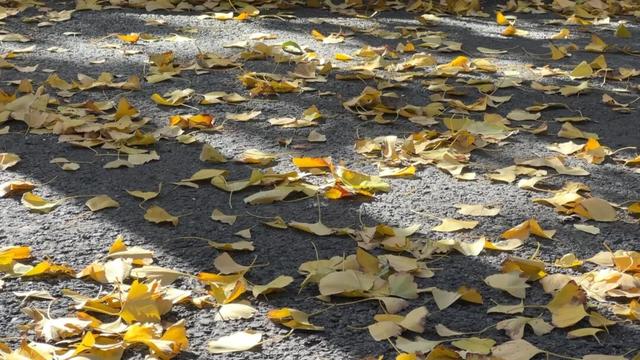 最美观赏季来了！看Ta们怎么玩→