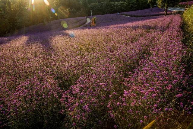 巴东野三关森林花海百花齐放 为22℃夏季“野三半马赛”助力