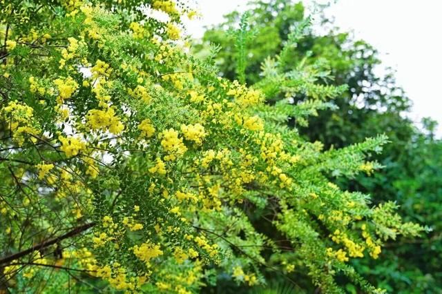 周末去打卡！南宁四大花海上线，20℃暖冬赏花攻略一键收藏！