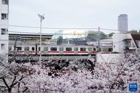 日本东京：目黑川畔樱花盛开图片
