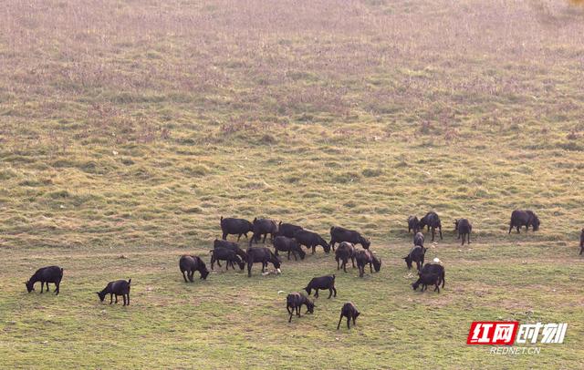大美红图丨湘江枯水河床成市民活动“新场所”