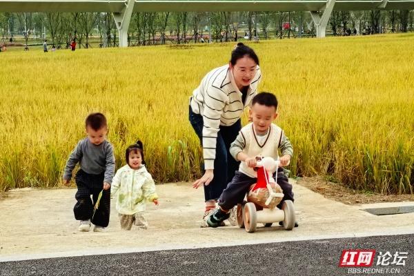 每一片叶子，都是大地写就的诗行——向野而生的大泽湖湿地公园