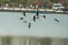 罕见！水鸟“超模”飞临定西湖图片