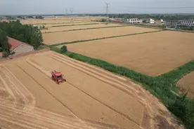 博兴县小麦收割工作拉开帷幕图片