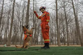 当狗狗成为搜救犬图片