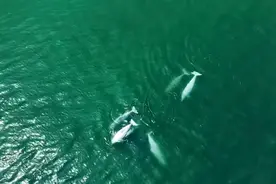 海中嬉戏，场面有趣！“海上大熊猫”中华白海豚组团游厦门图片
