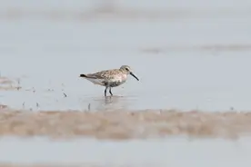 “候鸟季”来啦！探寻申城秋日鸟影~图片