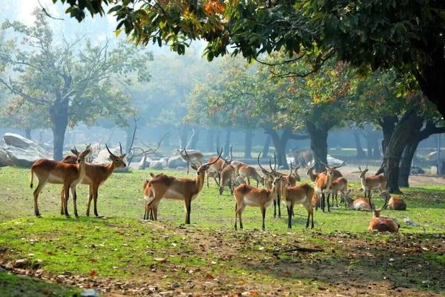 低至五折！曲江酒店、游玩、美食和演出双十一超值优惠来袭