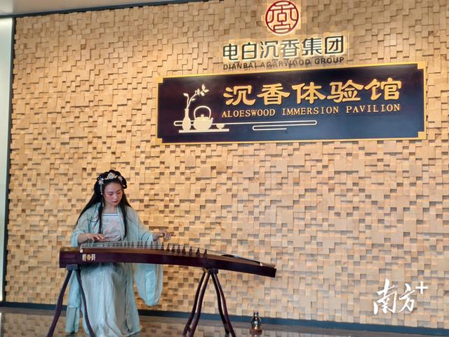 千年香文化，还看“沉香第一村”｜打卡电白