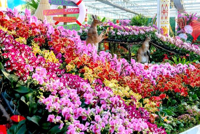 家庭园艺嘉年华| 2026北京兰花文化嘉年华在昌平盛大开幕