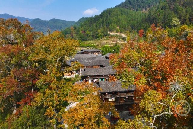 土家古枫寨 斑斓冬景美