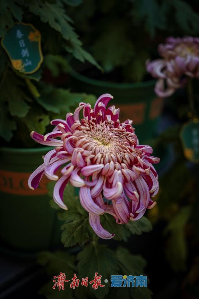 一年四季 泉在济南丨趵突泉金秋菊展盛装绽放，游客市民共赏千菊争艳