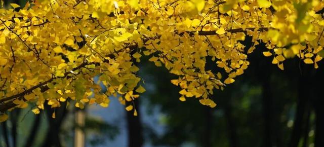 超美！大邑人的顶流来了