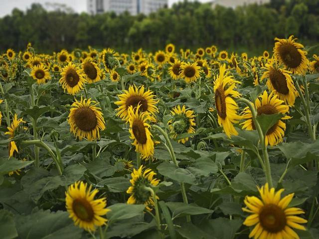 向日葵花海“拍了拍”你，快来解锁夏日浪漫~