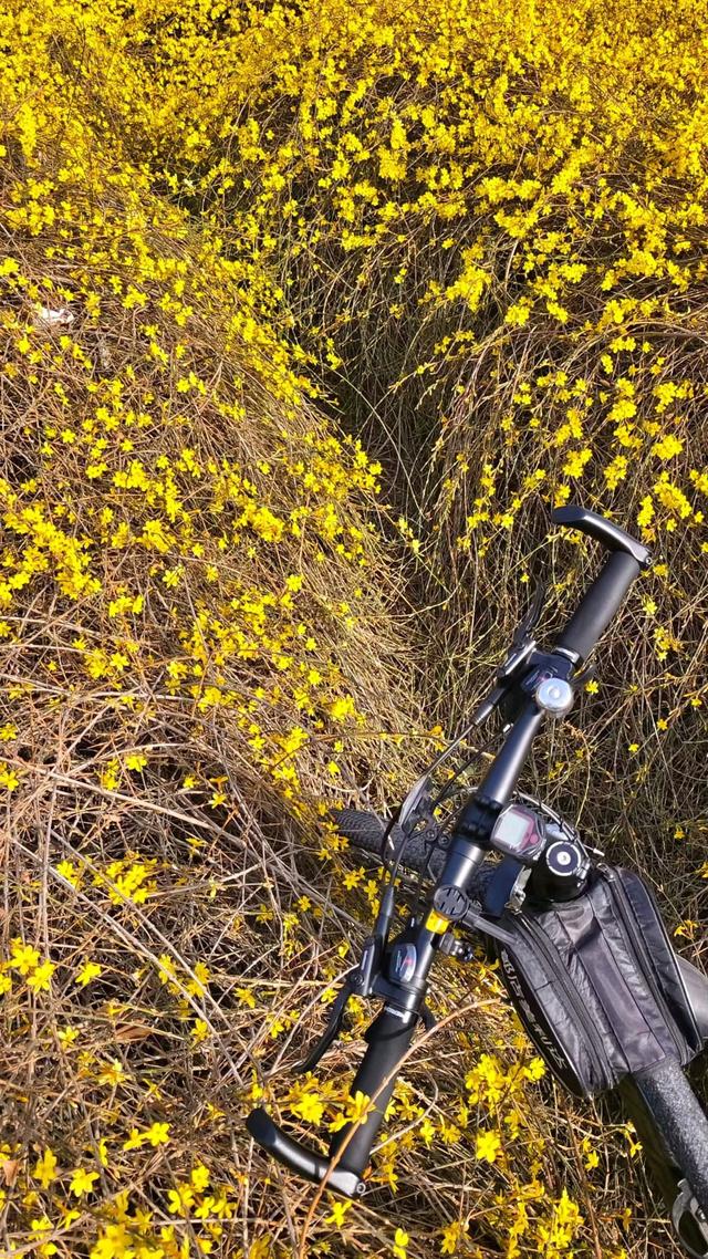 春信｜误入迎春花谷，​整个世界瞬间明媚灿烂