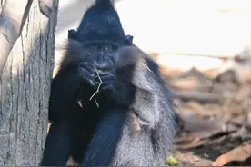 除了神话“悟空”，上海动物园也有神秘猴“近期入驻”，快来看看吧！图片