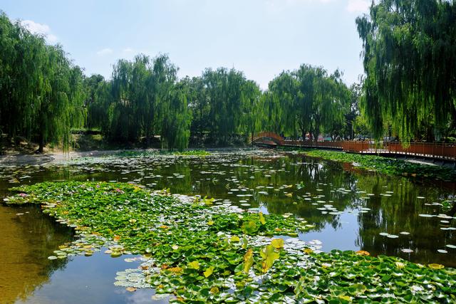 组图丨凉州植物园的秋日浪漫