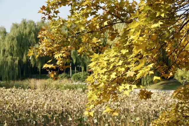 海淀这个免费公园，“藏”着秋天的所有颜色——