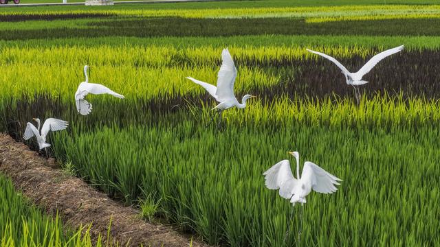 河北遵化：景观稻田现白鹭