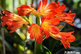 一花一世界图片