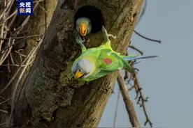 历时70余天！国内首次完整记录花头鹦鹉野外繁殖过程图片