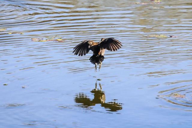 晴天赏“雪”！北坞公园又出片了