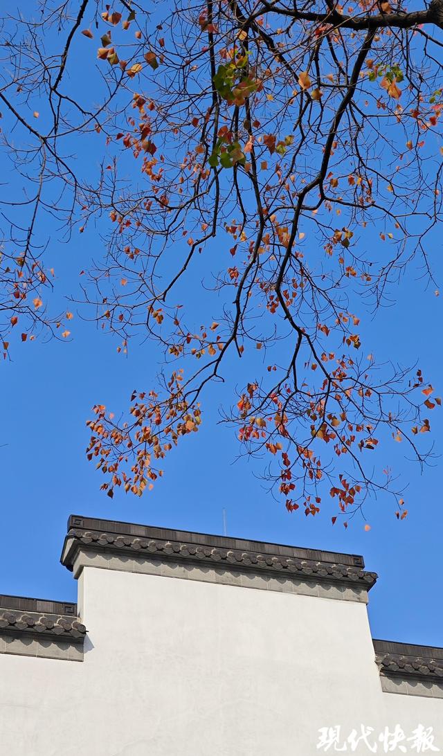 白墙黛瓦映乌桕，南京老门东的秋日中式浪漫美成壁纸