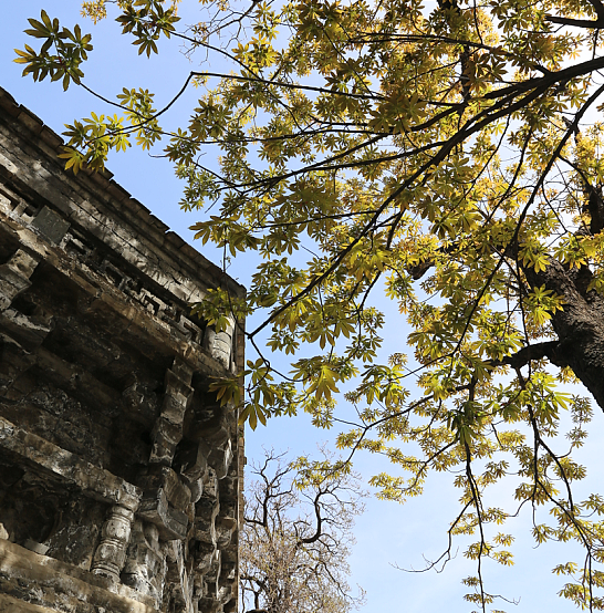 北京十六区，区区有“树王”！古树科普宣传周活动将启动