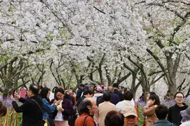东湖樱花园下起“樱花雨”图片