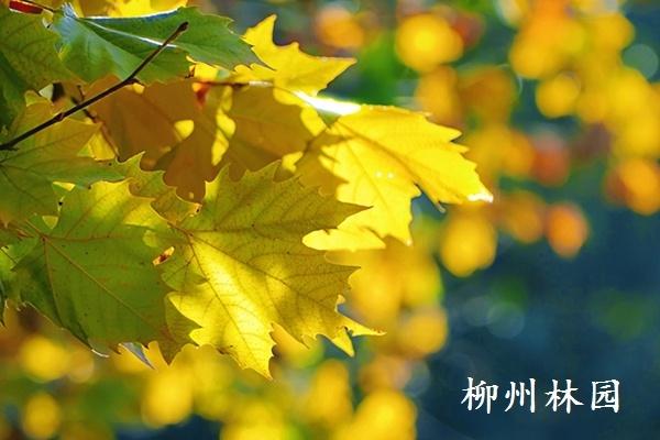 柳州市环江滨水大道法国梧桐迎来“变装盛典”