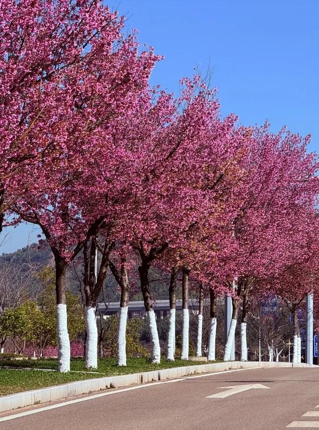 冬樱花、梅花、郁金香、虞美人......昆明最全赏花攻略请查收