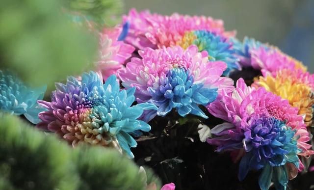 菊香满汴梁 盛会启新程——中国开封第43届菊花文化节暨第十五届中国菊花展览会开幕