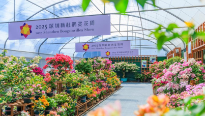 山海连城，花满全城——2025深圳簕杜鹃赏花周正式启幕