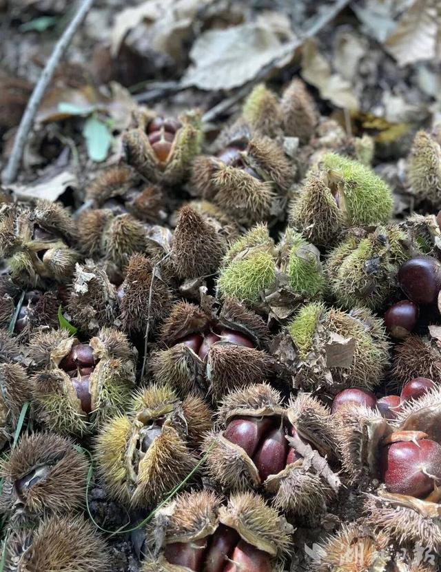 话说蕲春彭思丨好景 好吃 好玩