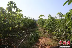 中国橡胶树“北上”新突破：种植区域拓展至北纬25度图片