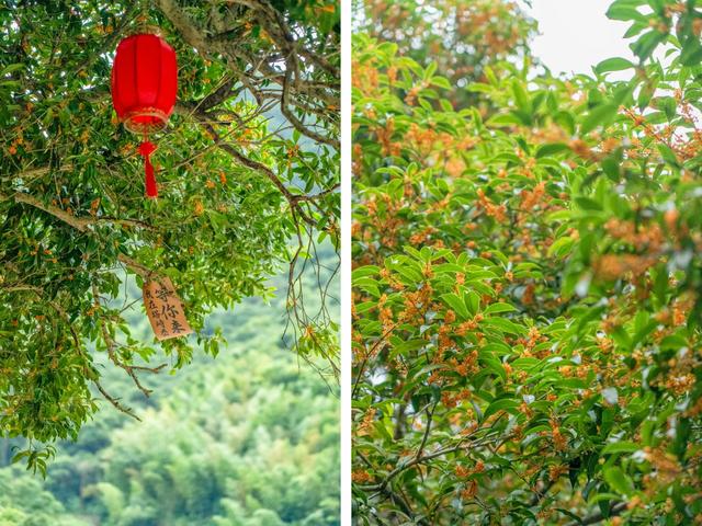 杭州满觉陇“人味”比“桂花味”儿更浓，盘点满觉陇平替赏桂好去处！