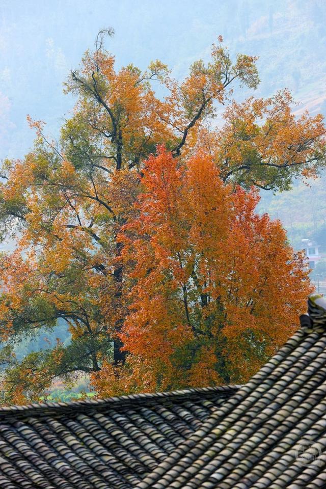 土家古枫寨 斑斓冬景美