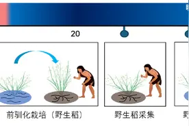 我国是世界水稻起源地添证据图片