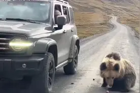 游客西藏近距离偶遇藏马熊，当地称确有“熊出没”但未伤人，专家建议不接触不投喂图片