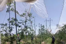彬州市韩家镇：抓好夏季果园管理促增收图片