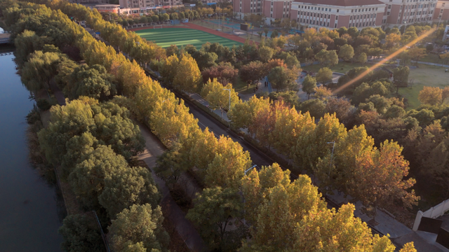 别眨眼！罗店马路秋色，一街一帧画正在限时上映
