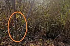 湖北黄石一教师被抓捕野猪电网电击身亡，家属：五年至少三人被电击过图片